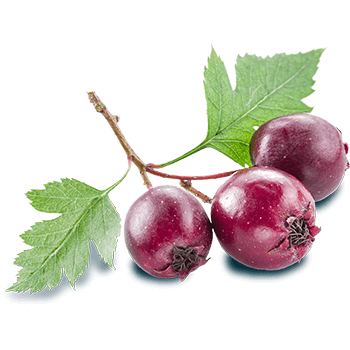 Weißdornblüten Blattextrakt